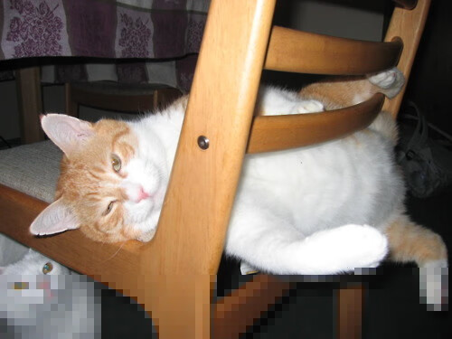 跨界狂飙，当浙江队收割尼克斯，文班亚马在F1弯道接管比赛