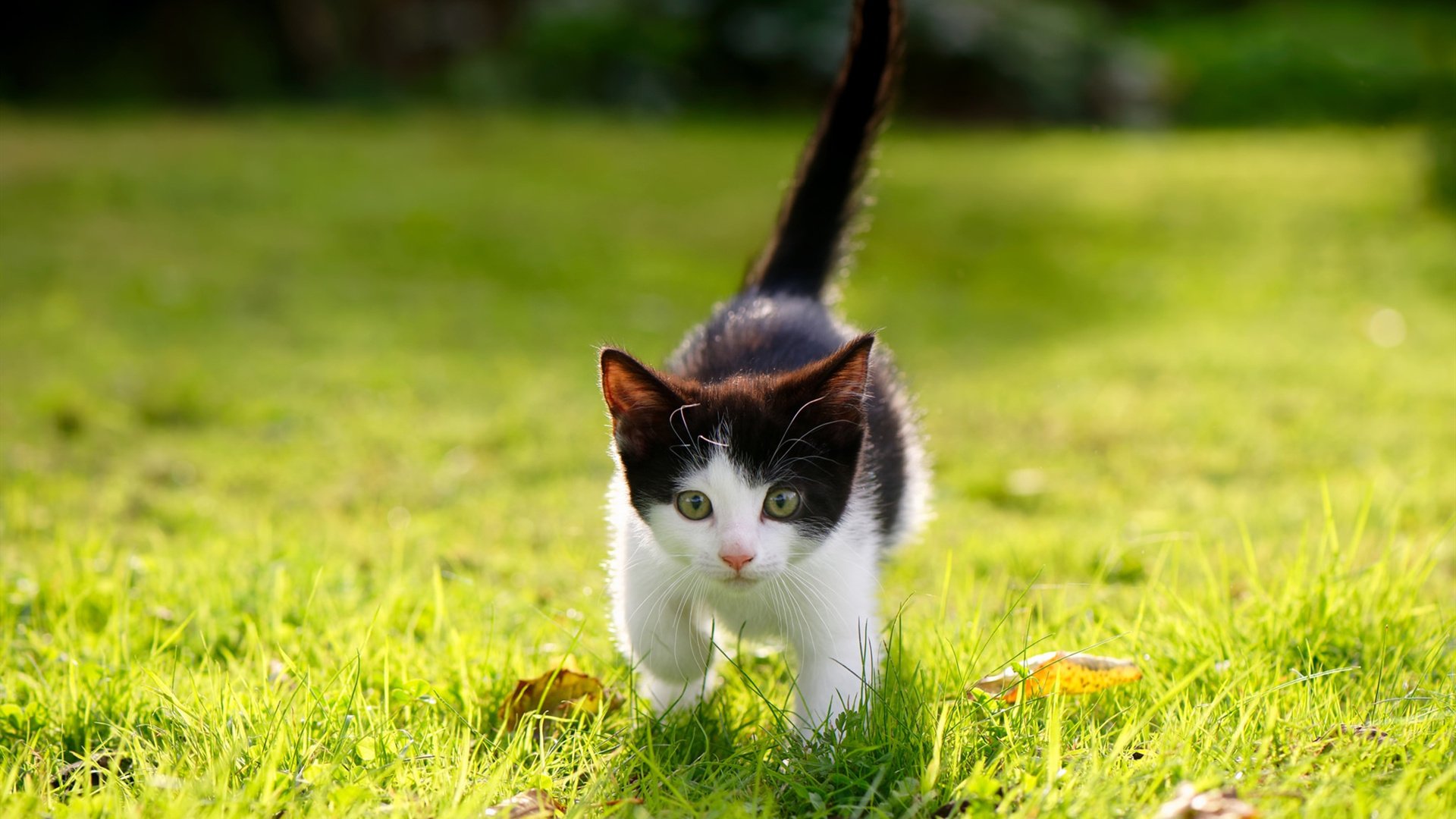 奇才奇才制霸风城，福克斯手术刀切割公牛心脏