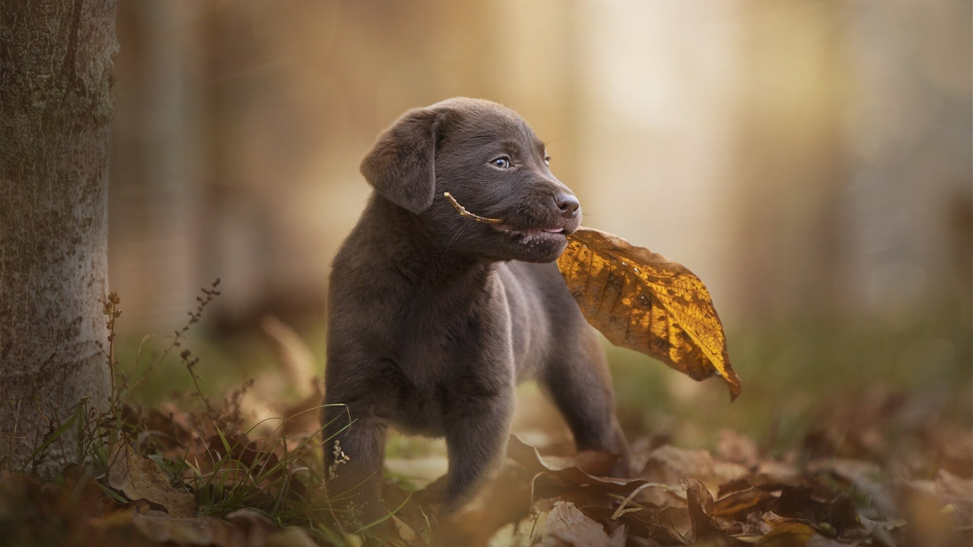 足球的交响与独奏，当英超悬念攀至顶峰，维尼修斯正在另一片战场雕刻艺术