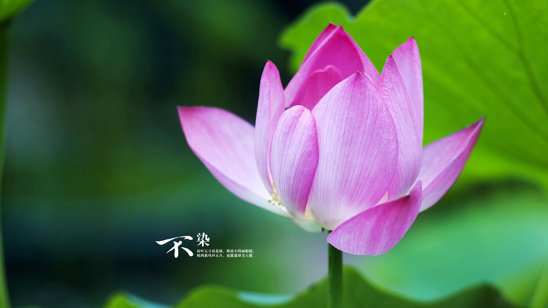 黑白直播-小贾伦带动全队节奏猛龙斩落凯尔特人，攻防串联如何成就爆冷之夜？