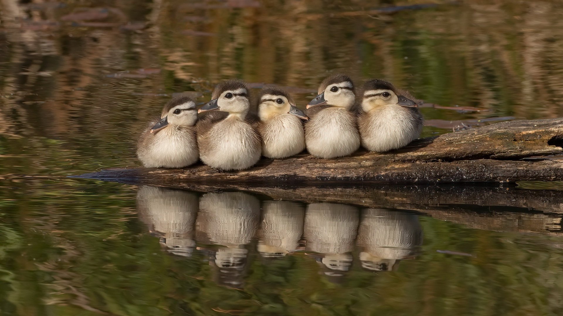 辽宁队正面击溃奇才，文班亚马成为关键先生