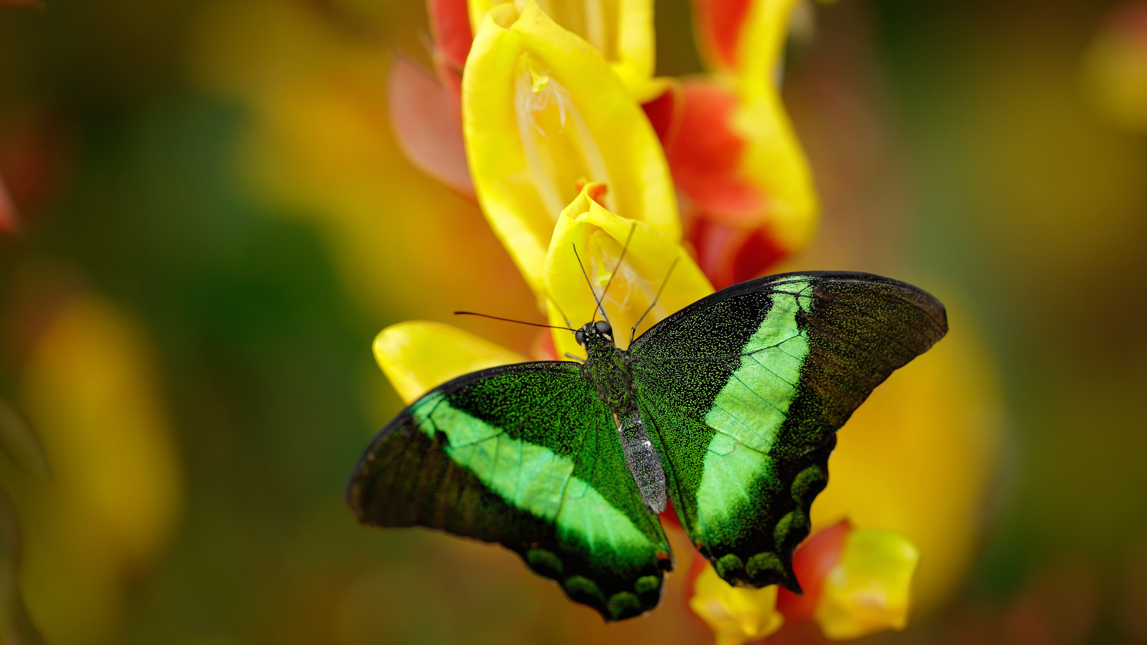 黑白直播在线观看-封闭与突围,从AC米兰的韩国冷遇到罗德里戈的欧冠盛宴