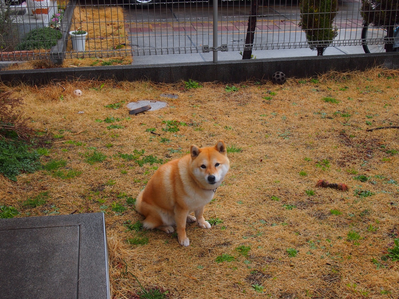 沉默杀手戈麦斯,那夜,他用伤痕为奥运资格铺路