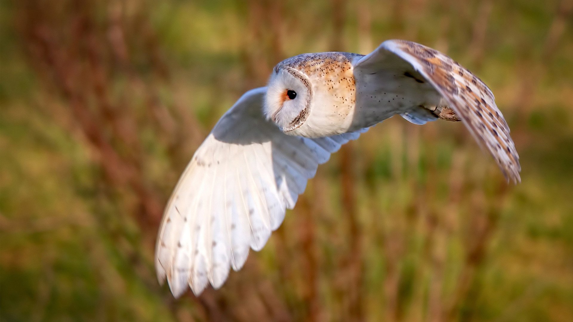 绿茵巨星驶入极速迷宫，当莱万成为F1街道赛之夜的杆位车手
