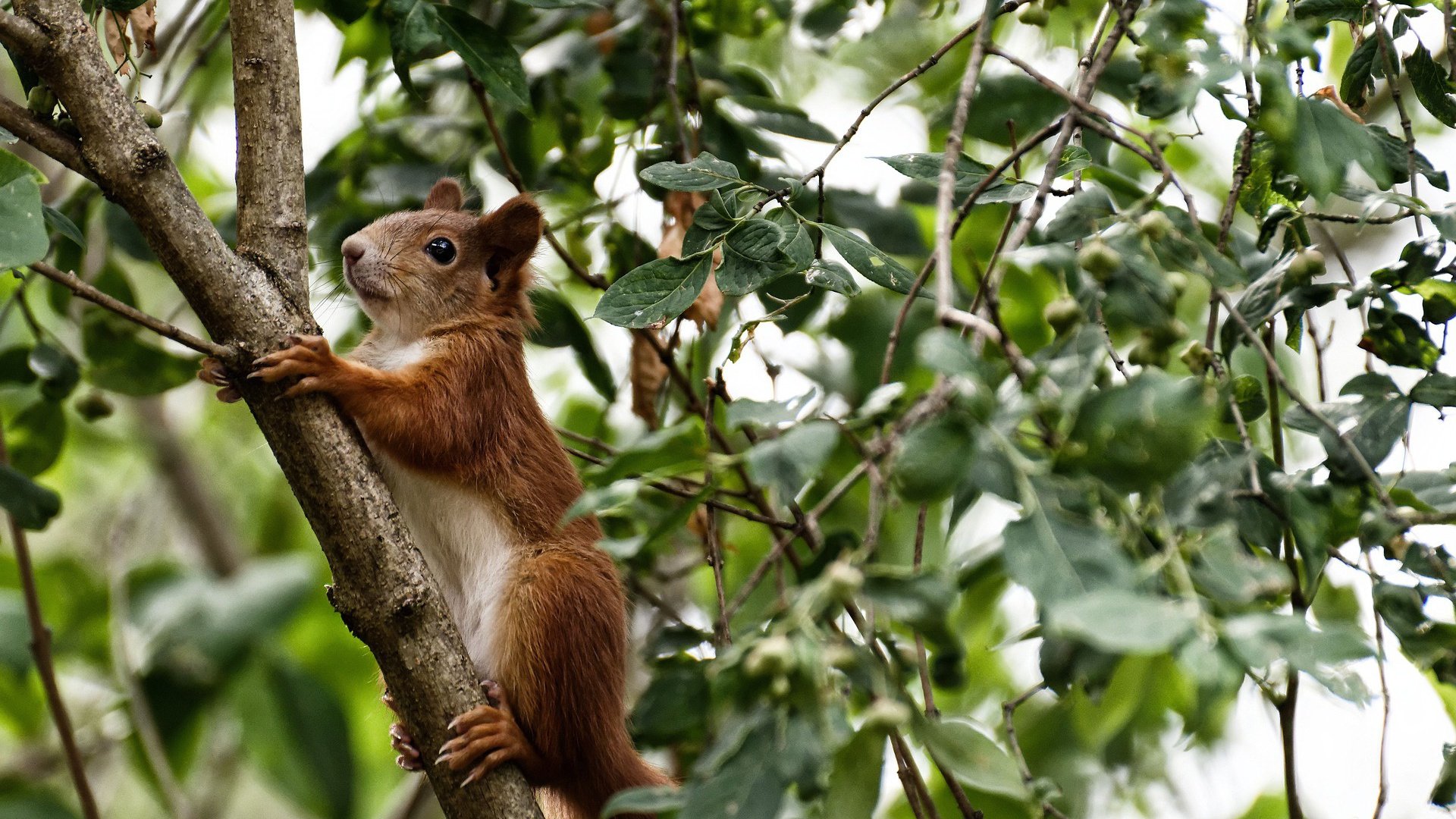 黑白直播nba-F1街道赛之夜,戈麦斯,舞台越大越强