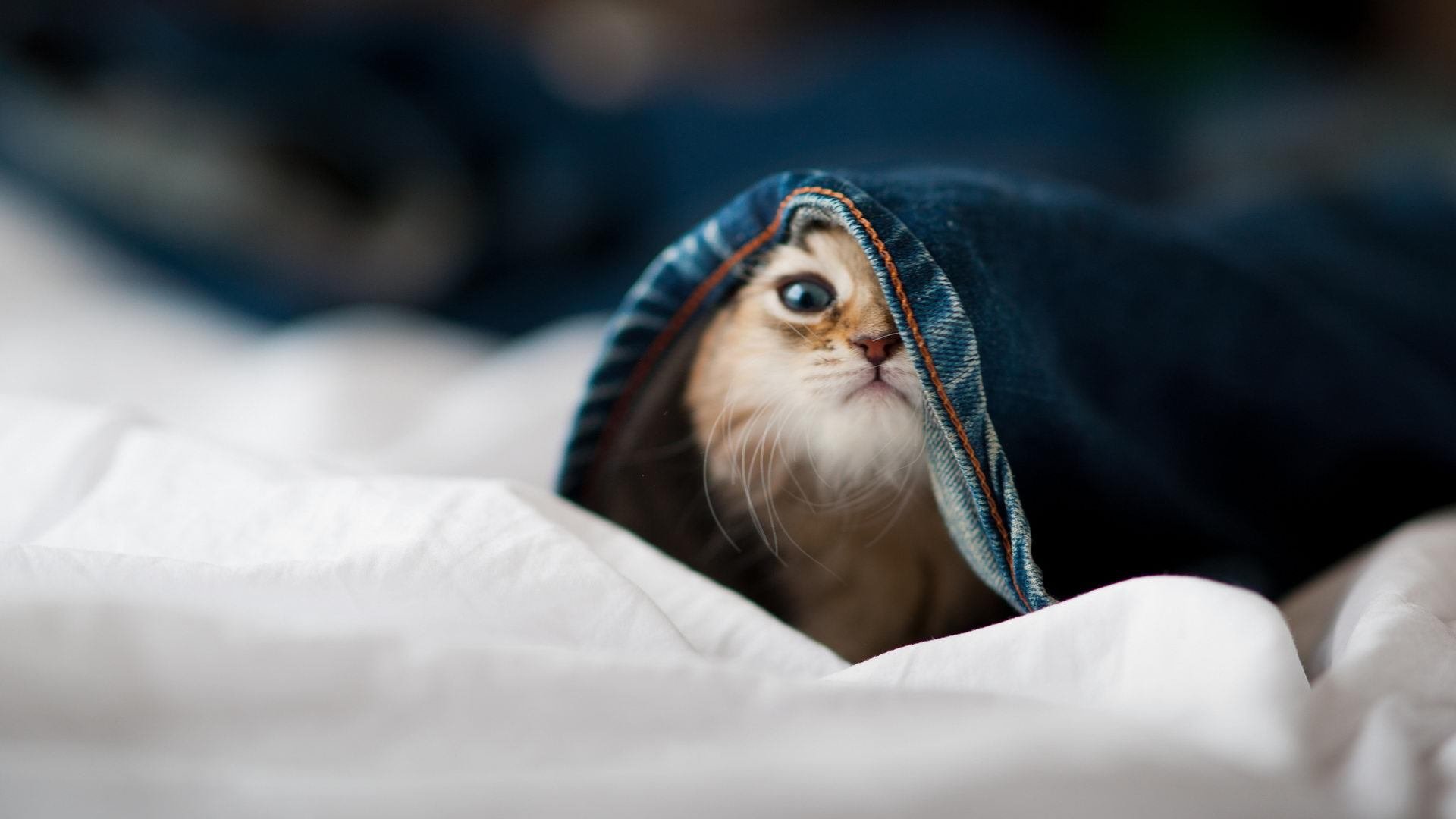 黑白直播网-颠覆王座，当钢铁马刺在西部决赛的生死关头，完成对雄鹿的逆袭