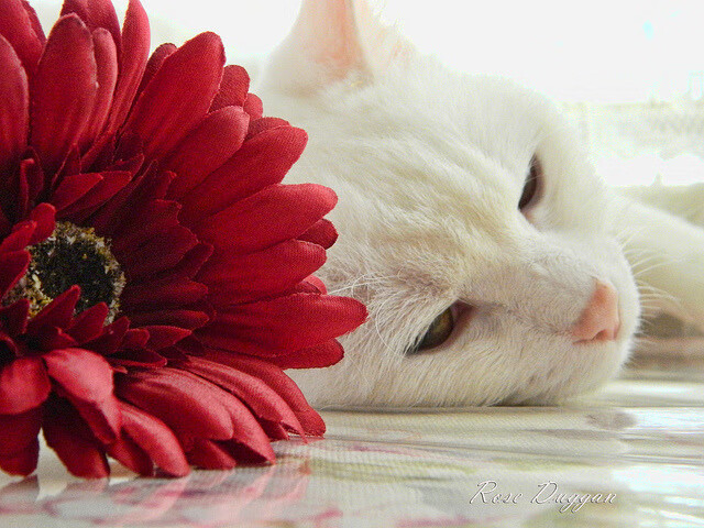 黑白直播体育-鹈鹕一波流击溃雷霆,塔图姆关键先生正名之战,NBA季后赛的制胜法则变了吗?