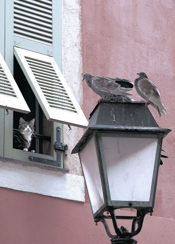 黑白直播网-绿茵与赛道,当苏格兰粉碎南美神话,努涅斯在F1街道上演极速接管