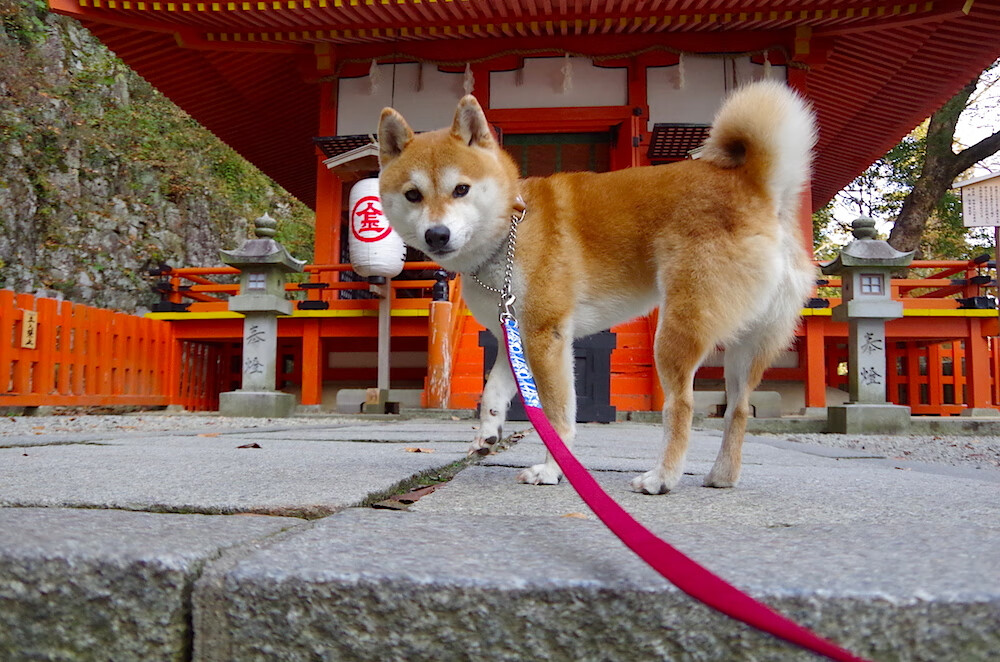 黑白直播nba在线观看-破壁者的时代,久保建英爆发的背后,是足球传统疆界的瓦解