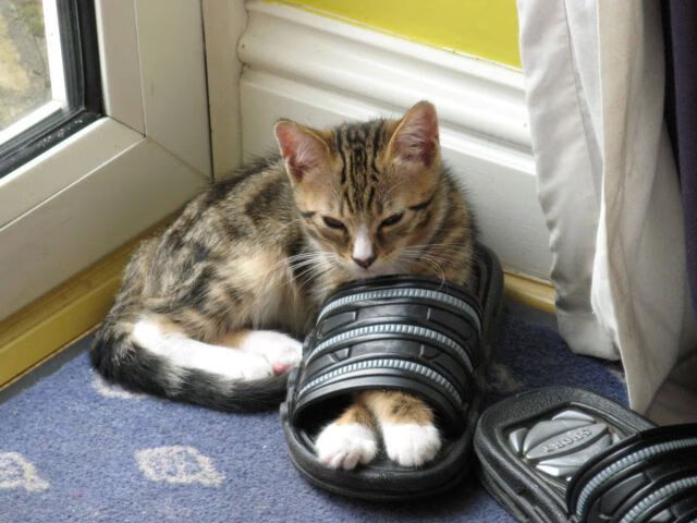 戈贝尔擎天一柱，掘金铁蹄踏碎开拓者