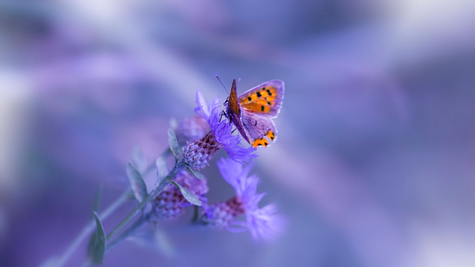 黑白直播在线观看nba-命运交换,詹姆斯关键制胜,掘金淘汰赛惊险过关雄鹿