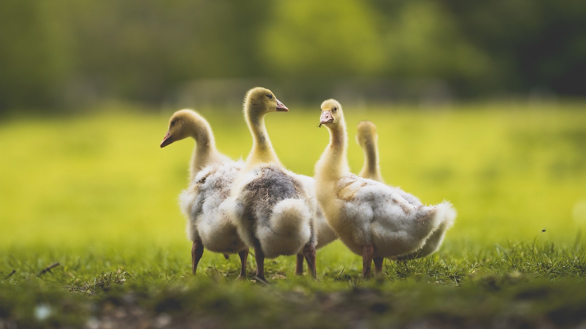 黑白直播网-傲慢与救赎,从活塞铁血到恩比德封神,一部被改写的决赛史诗