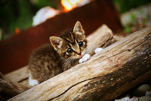 胜利的钥匙,当核心在关键战接管比赛