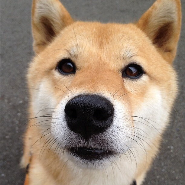 活塞铁壁封锁尼克斯，米切尔焦点战证身价