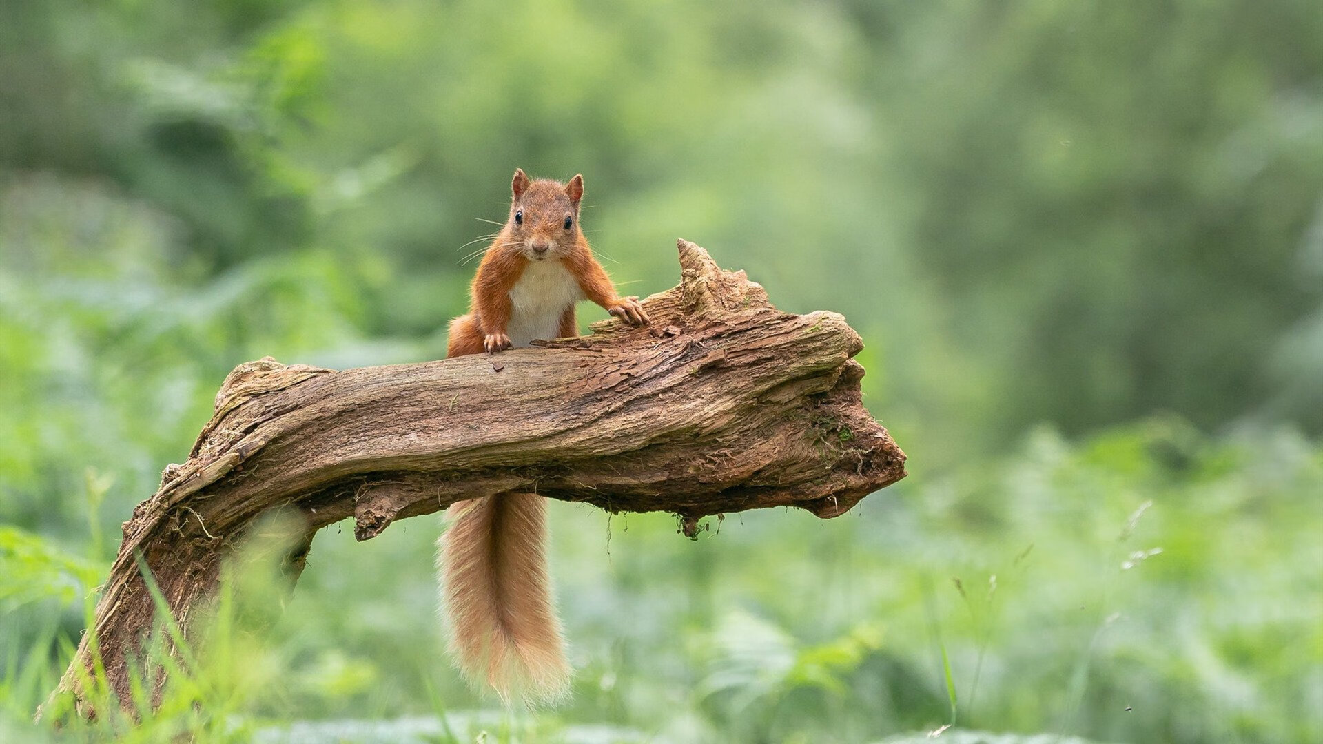 戈麦斯数据全面爆炸!荷兰力克牙买加背后,中场新核如何改写比赛?