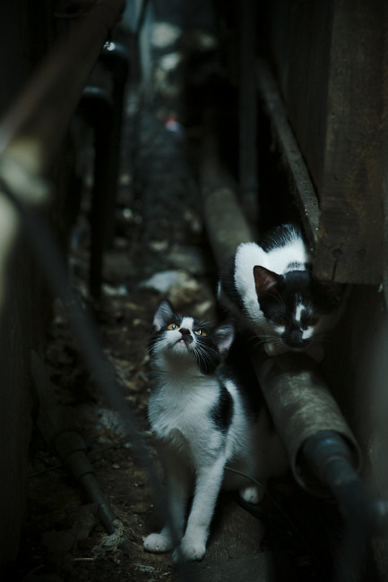 跨界主宰，当武切维奇空降国家德比之夜