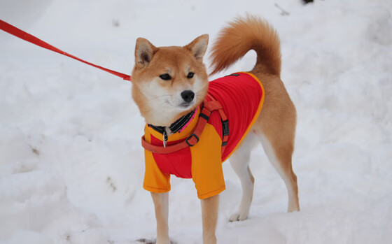 双线溃败,王朝裂痕与约基奇时代的无解宣言