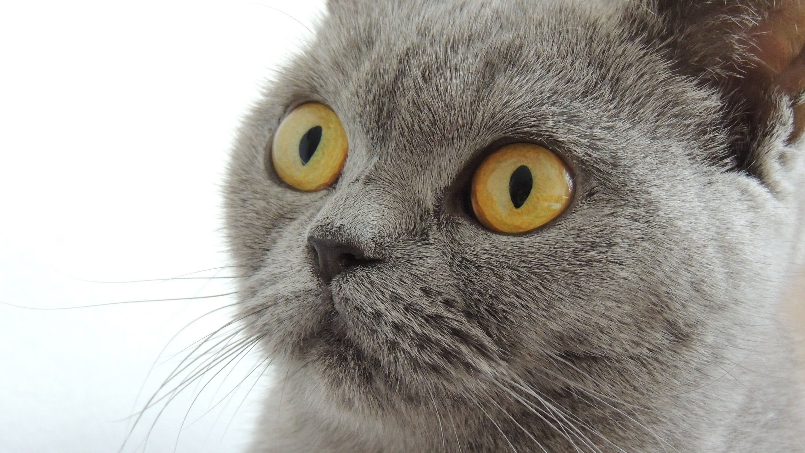 罗德里戈纪录之夜，巴西在经典对决中战胜墨西哥