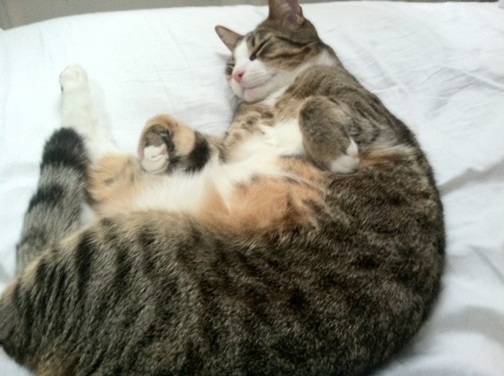 阿坎吉独造三球主宰攻防，摩纳哥战术粉碎加纳明星军团