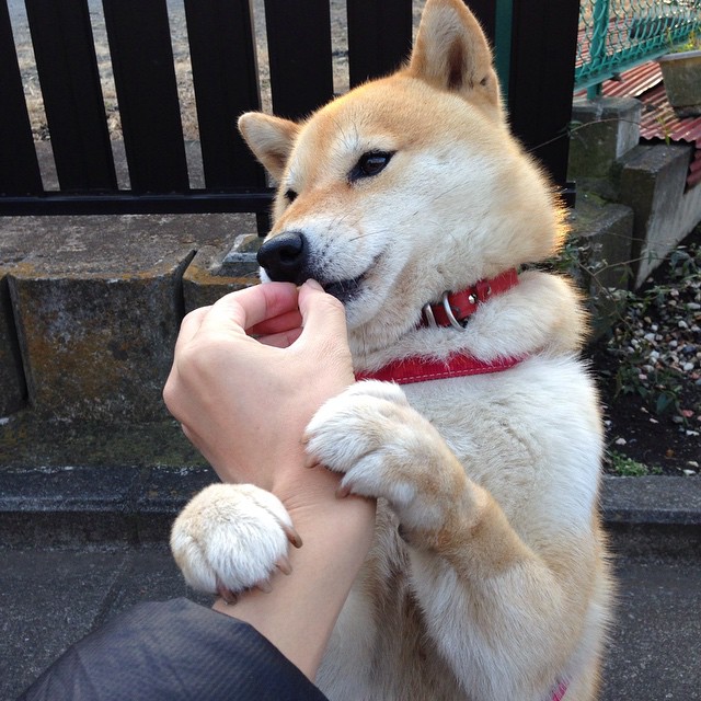 黑白直播nba-跨洋硬仗显锋芒，广东队力克独行侠，塔图姆全能数据引爆全场