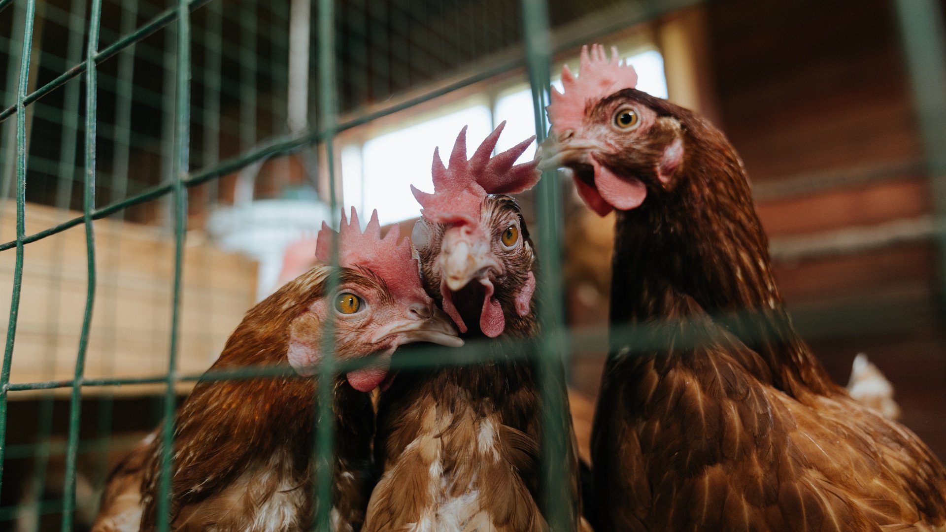 黑白直播在线观看-破解篮球的魔术，魔术队冲垮76人，生死战印证战术变革
