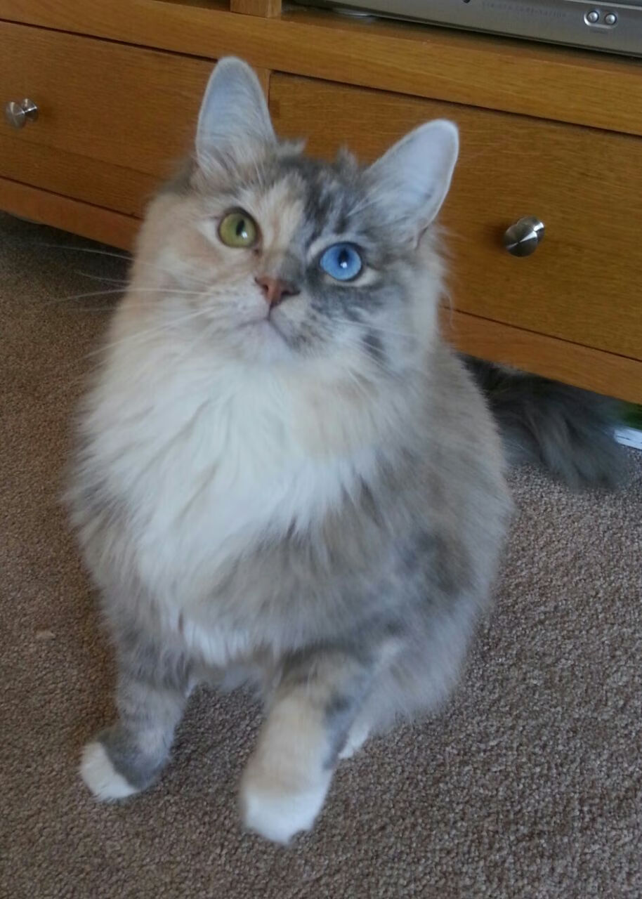 那把名为卡拉斯科的利刃，与名为皇马的洪流