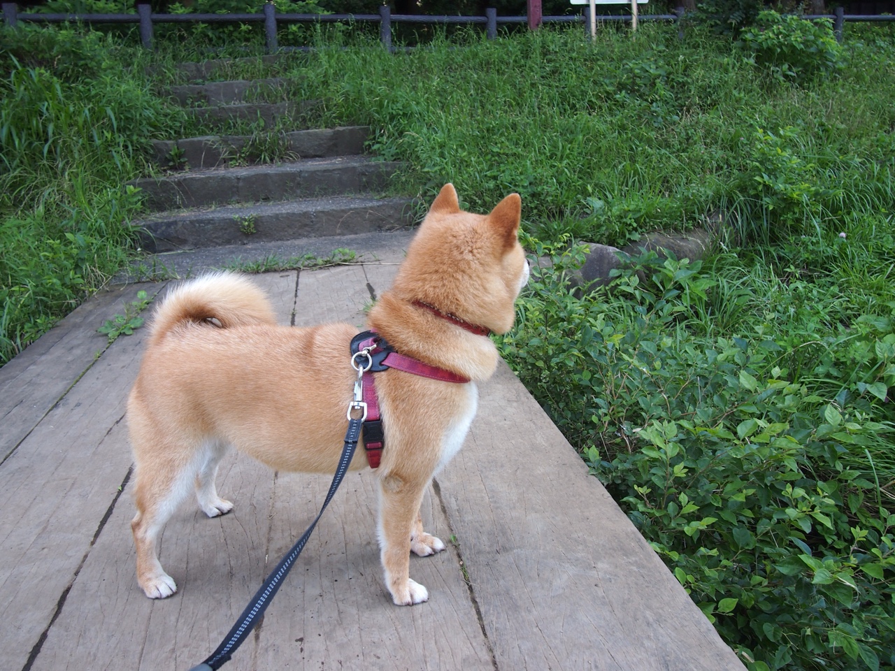 皮克爆发！澳大利亚淘汰赛惊险过关，比利亚雷亚尔防线溃败