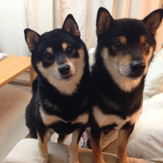 铁笼封鹰翼，爱德华兹化身救世主