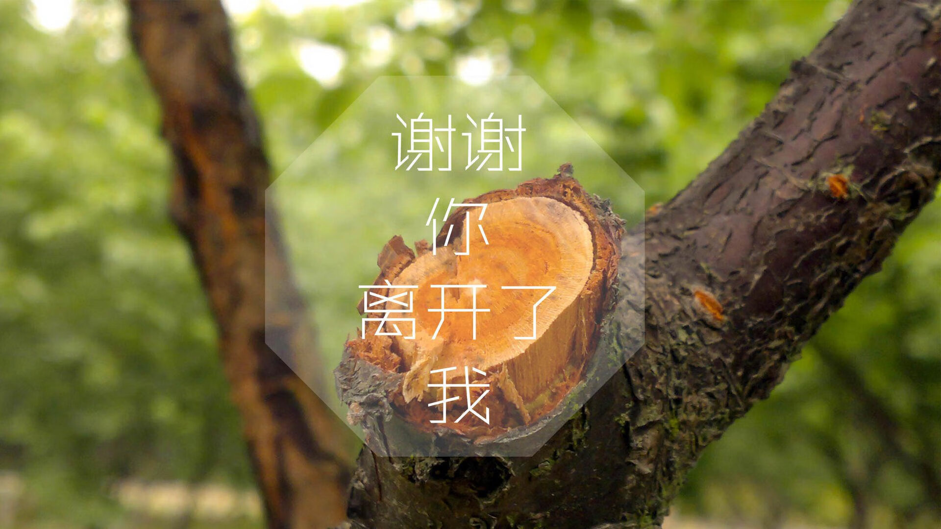 橙色风暴席卷喀麦隆，加维闪耀，荷兰大胜谱写H组强强对话新篇章